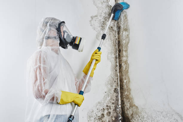 Best Residential Mold Removal  in Hahira, GA