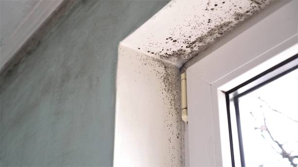 Best Crawl Space Mold Removal  in Hahira, GA