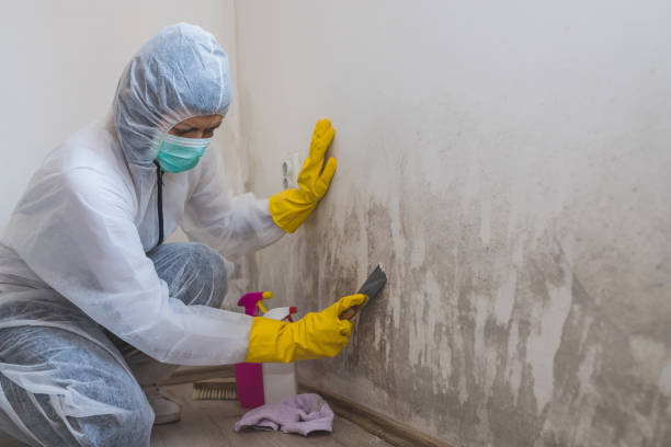 Best Black Mold Removal  in Hahira, GA