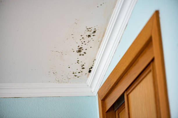 Best Toxic Mold Removal  in Hahira, GA