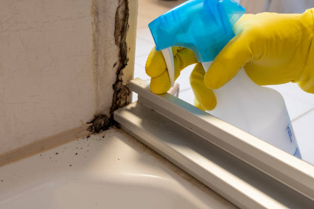Best Affordable Mold Removal  in Hahira, GA