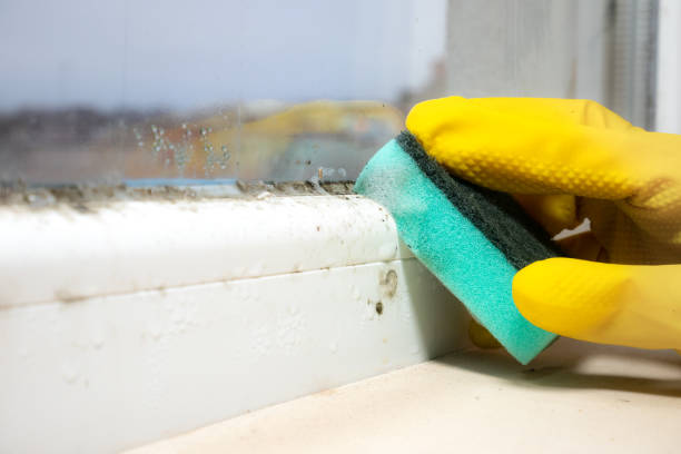 Professional Mold Removal in Hahira, GA