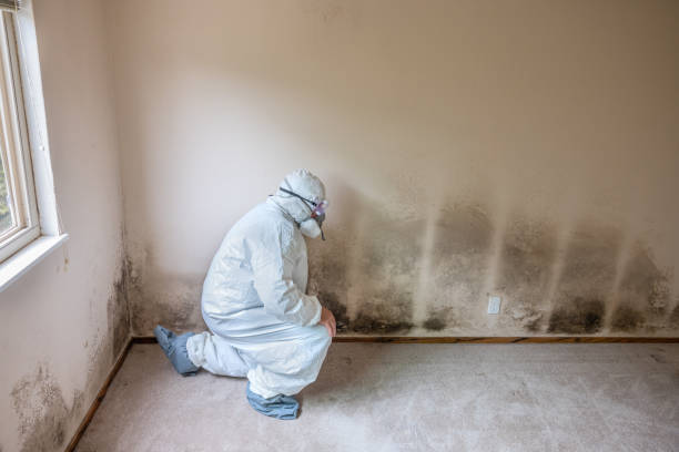 Best Mold Removal Company Near Me  in Hahira, GA