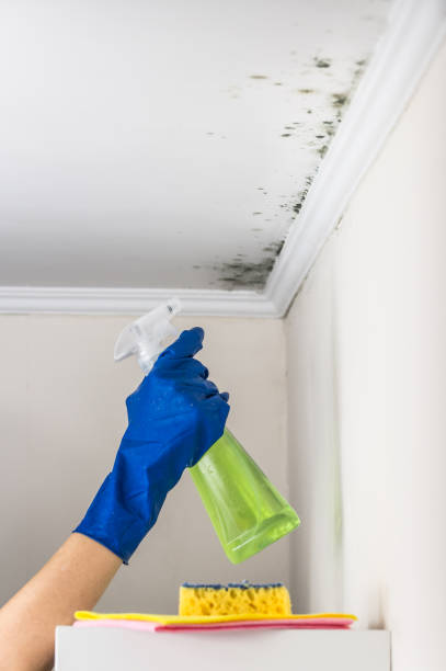 Mold Removal Process in Hahira, GA