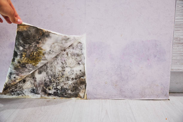 Best Emergency Mold Removal  in Hahira, GA